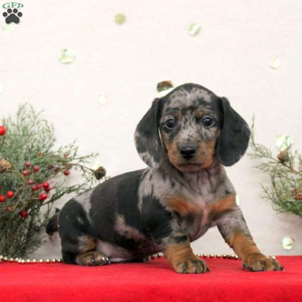 Cody, Dachshund Puppy