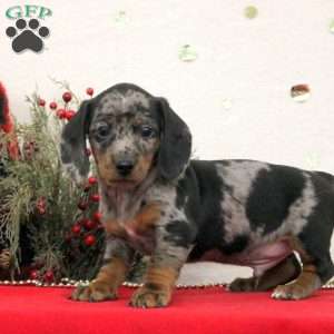 Cody, Dachshund Puppy