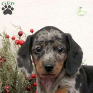 Cody, Dachshund Puppy