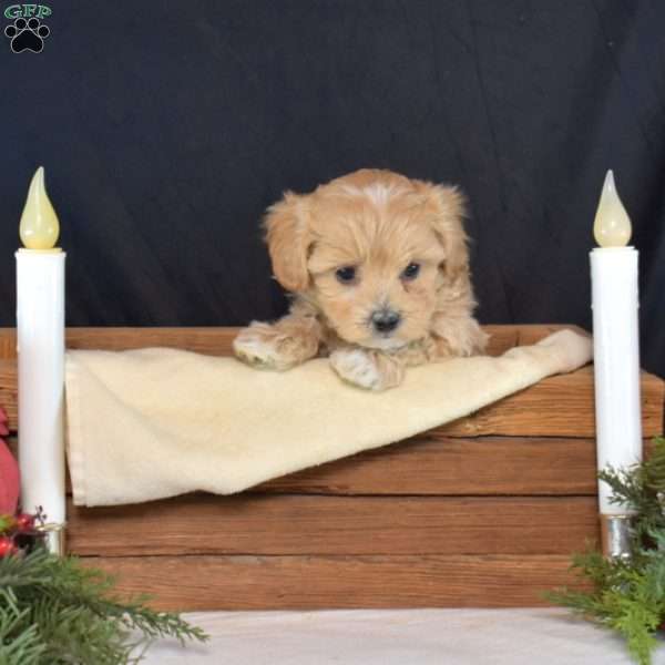 Colby, Maltipoo Puppy