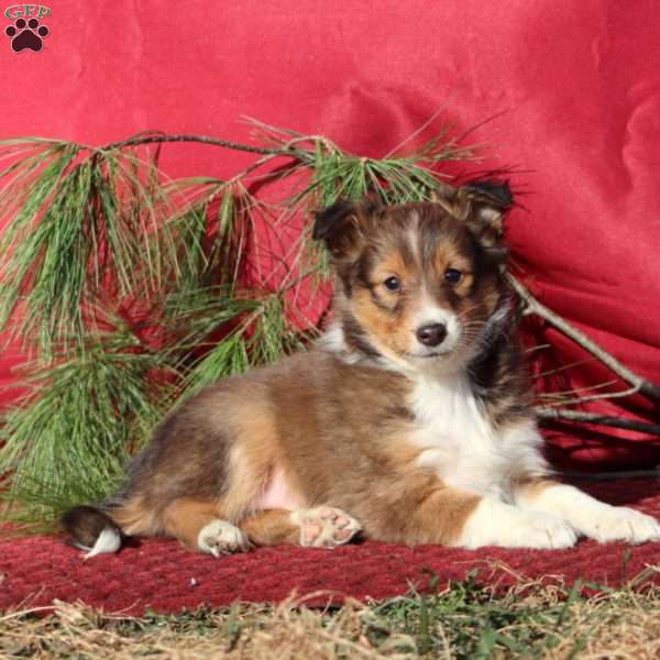 Colby, Sheltie Puppy