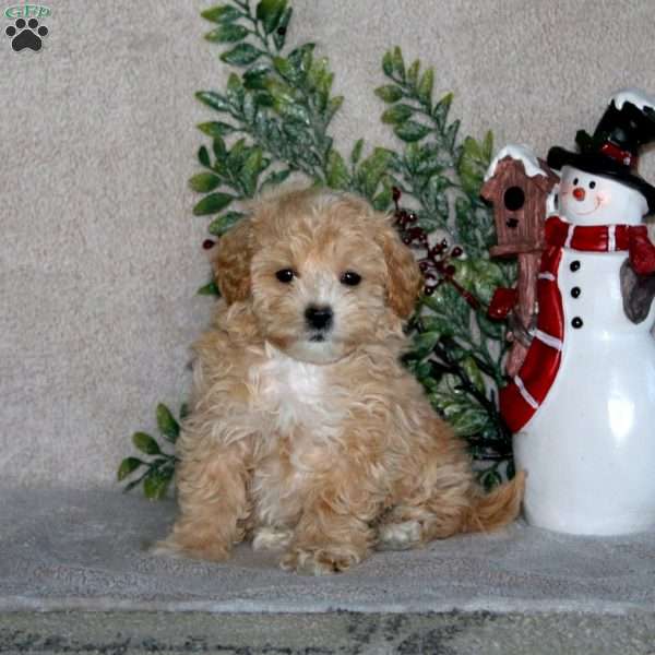 Colby, Maltipoo Puppy