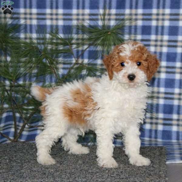 Colby, Miniature Poodle Puppy