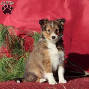Colby, Sheltie Puppy