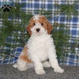 Colby, Miniature Poodle Puppy