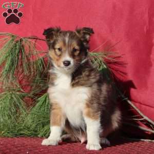 Colby, Sheltie Puppy