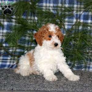 Colby, Miniature Poodle Puppy