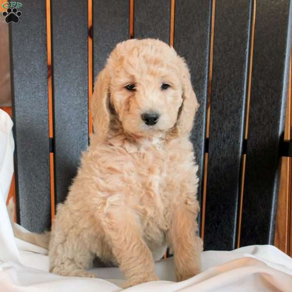 Cole, Goldendoodle Puppy