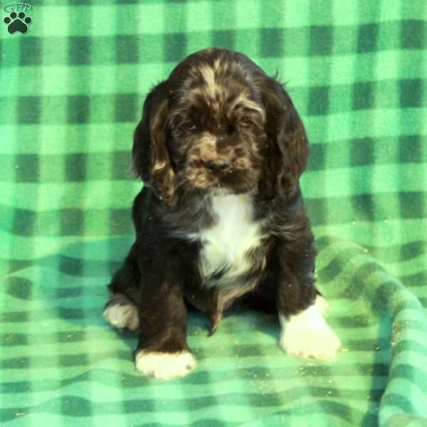 Cole, Cocker Spaniel Puppy