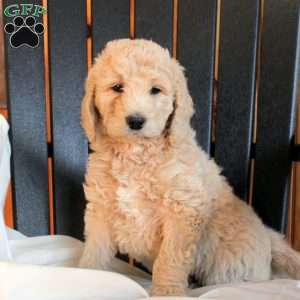 Cole, Goldendoodle Puppy