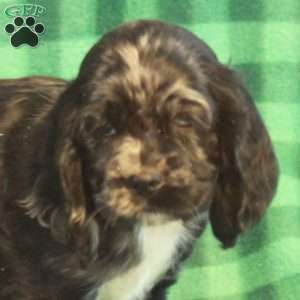 Cole, Cocker Spaniel Puppy