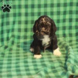 Cole, Cocker Spaniel Puppy