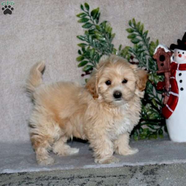 Cole, Maltipoo Puppy