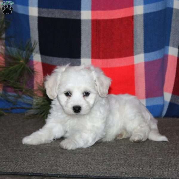 Colton, Bichon Frise Puppy