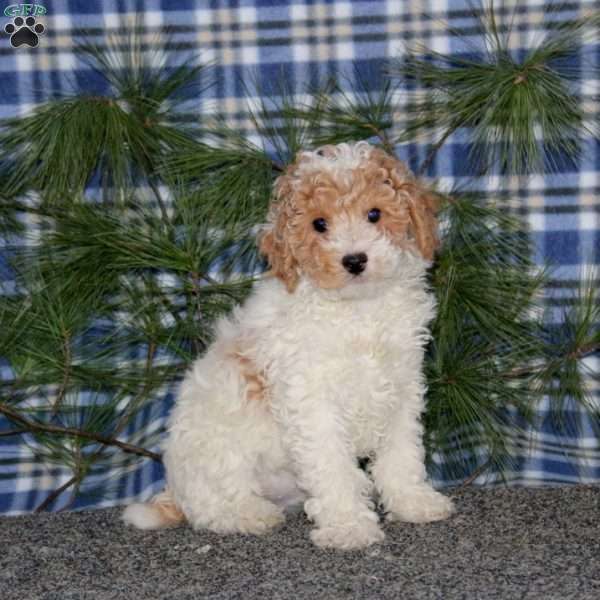 Colton, Miniature Poodle Puppy