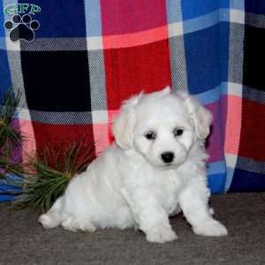 Colton, Bichon Frise Puppy
