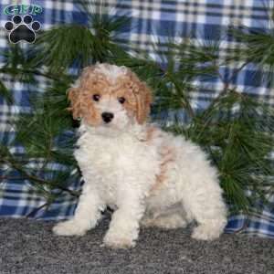 Colton, Miniature Poodle Puppy
