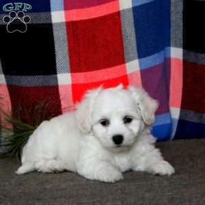 Colton, Bichon Frise Puppy
