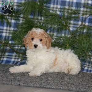 Colton, Miniature Poodle Puppy