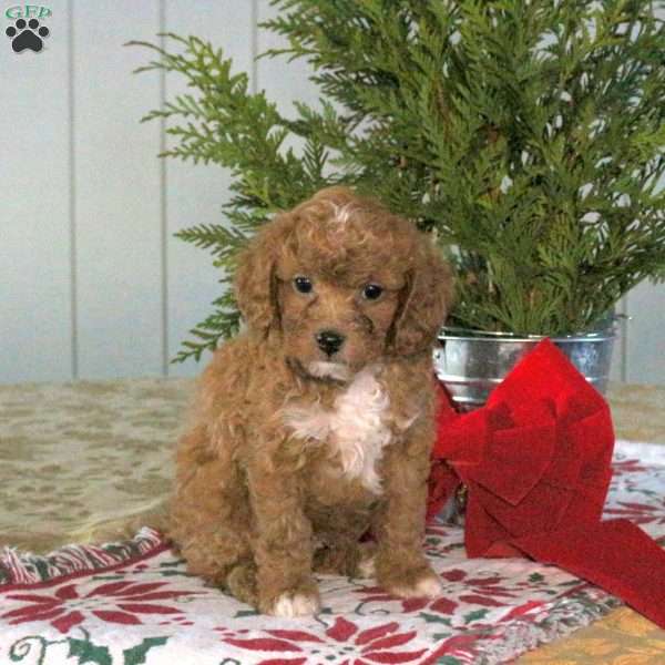 Comet, Cavapoo Puppy