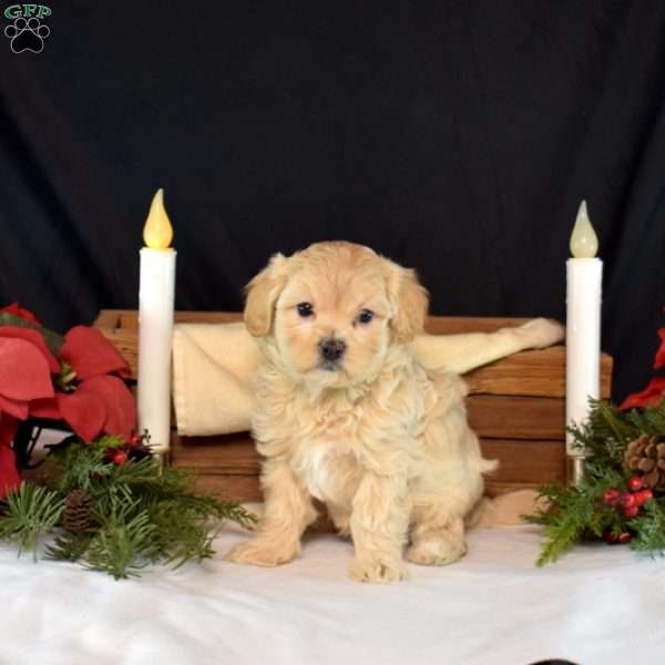Comet, Maltipoo Puppy