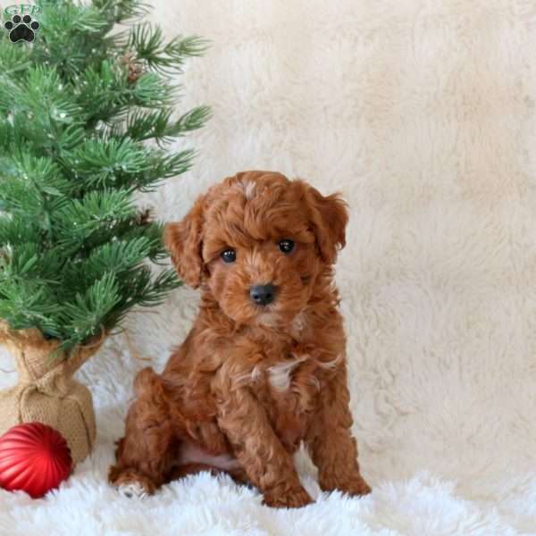 Comet, Cavachon Puppy