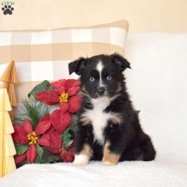 Comet, Miniature Australian Shepherd Puppy