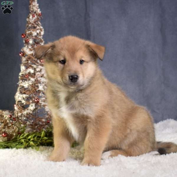Comet, Akita Mix Puppy