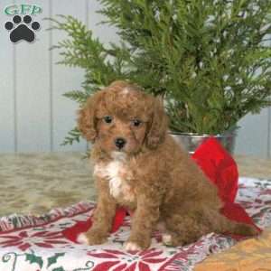 Comet, Cavapoo Puppy