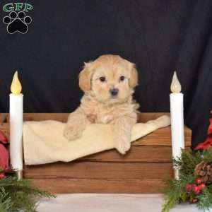 Comet, Maltipoo Puppy
