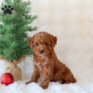 Comet, Cavachon Puppy