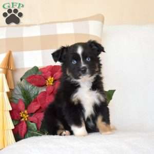 Comet, Miniature Australian Shepherd Puppy