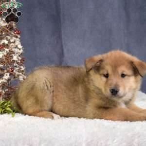 Comet, Akita Mix Puppy