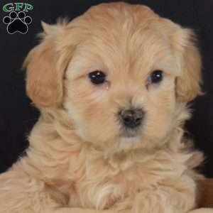 Comet, Maltipoo Puppy