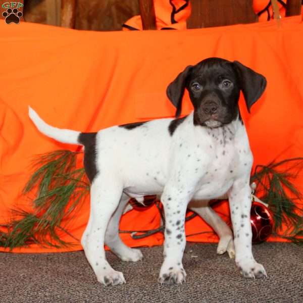 Commanche, German Shorthaired Pointer Puppy
