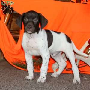 Commanche, German Shorthaired Pointer Puppy