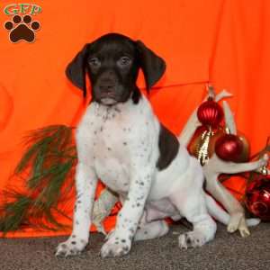Commanche, German Shorthaired Pointer Puppy