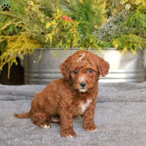 Conner, Mini Goldendoodle Puppy