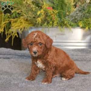 Conner, Mini Goldendoodle Puppy