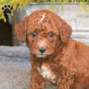 Conner, Mini Goldendoodle Puppy