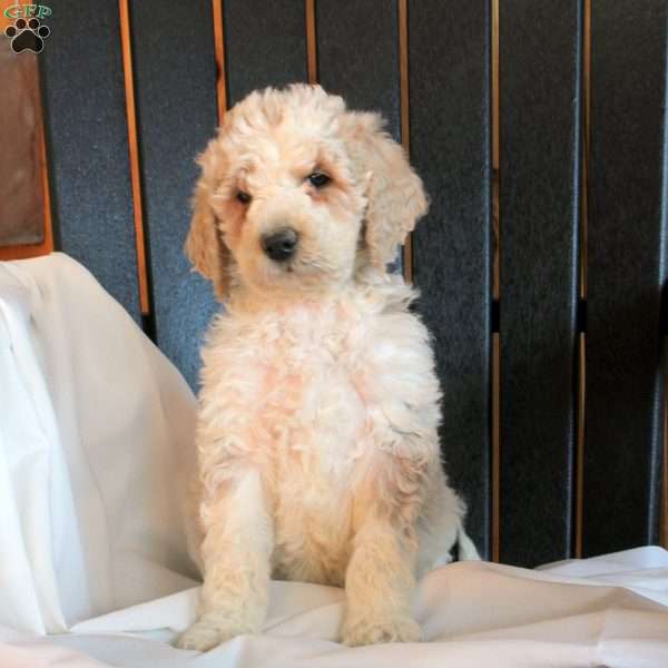 Connor, Goldendoodle Puppy