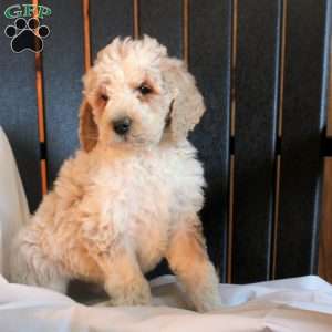 Connor, Goldendoodle Puppy