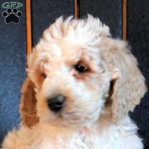 Connor, Goldendoodle Puppy