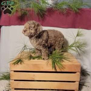 Cookie, Miniature Poodle Puppy