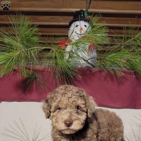 Cookie, Miniature Poodle Puppy