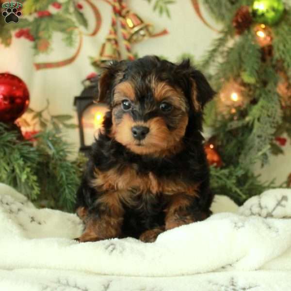 Cookie, Yorkie Poo Puppy