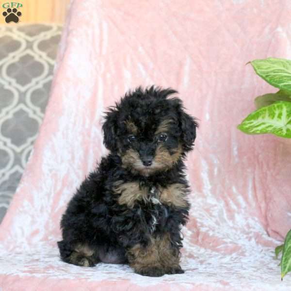 Cookie, Toy Poodle Puppy