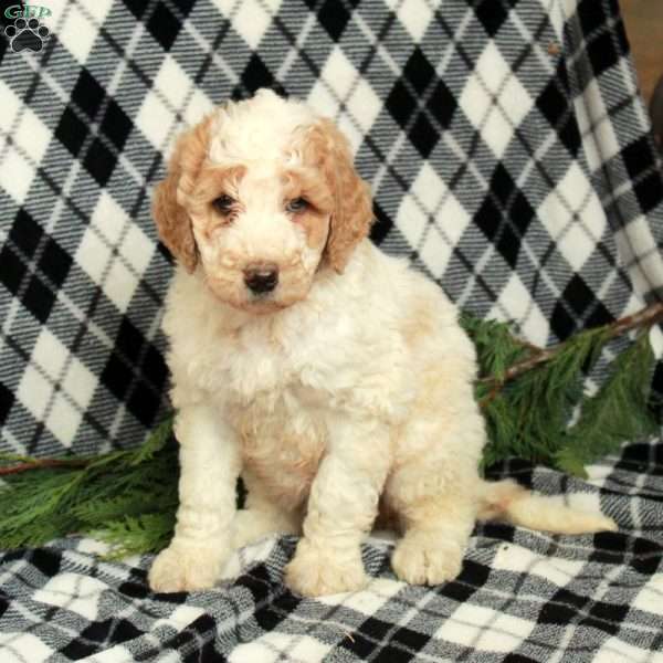 Cookie, Goldendoodle Puppy