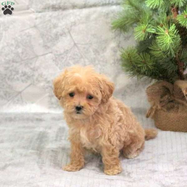 Cookie, Maltipoo Puppy