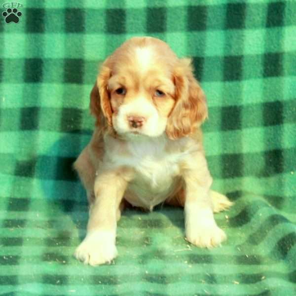 Cookie, Cocker Spaniel Puppy